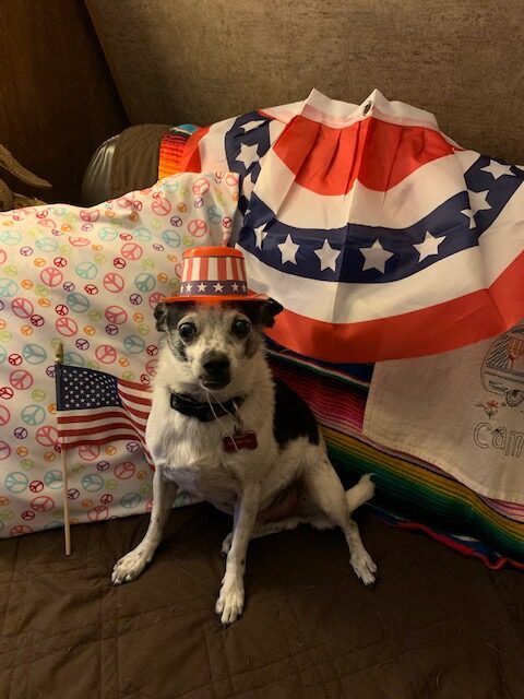 Romeo and I wishing you a Happy 4th of July ❤️☮️🇺🇸❤️🐾